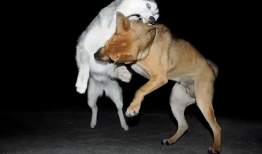 狗打架视频,一场热血沸腾的街头争霸战